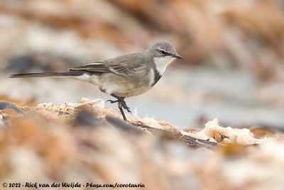 Cape WagtailMotacilla capensis capensis