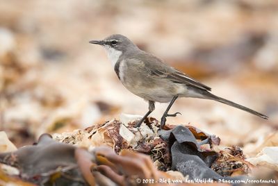 Cape WagtailMotacilla capensis capensis