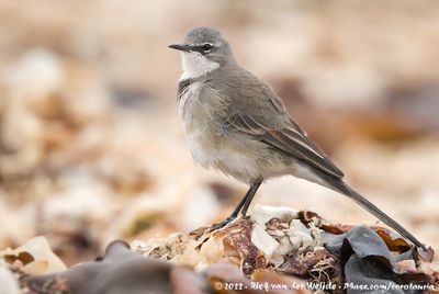 Cape Wagtail (Kaapse Kwikstaart)