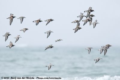 Ruddy TurnstoneArenaria interpres interpesand SanderlingCalidris alba alba