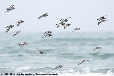 Ruddy TurnstoneArenaria interpres interpesand SanderlingCalidris alba alba