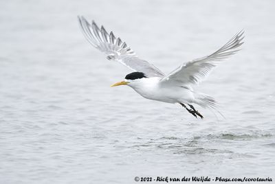 Greater Crested TernThalasseus bergii bergii