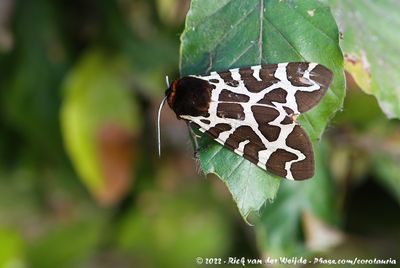 Garden TigerArctia caja ssp.