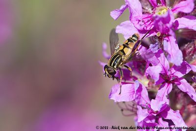 Common Tiger HoverflyHelophilus pendulus