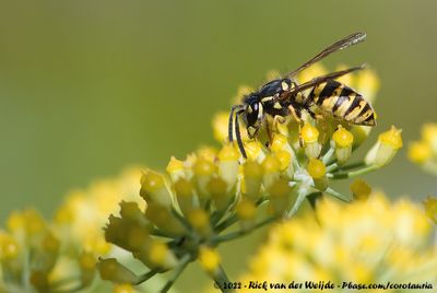 Common WaspVespula vulgaris
