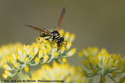 European Paper WaspPolistes dominula