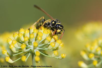 European Paper WaspPolistes dominula