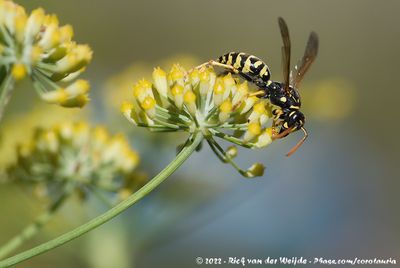 European Paper WaspPolistes dominula