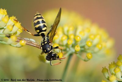 European Paper WaspPolistes dominula