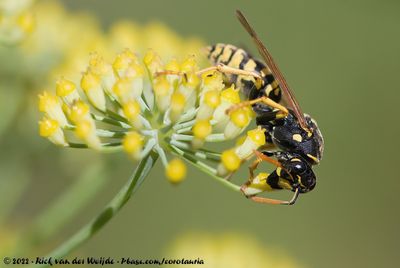 European Paper WaspPolistes dominula
