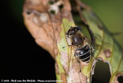 Stripe-Faced DroneflyEristalis nemorum