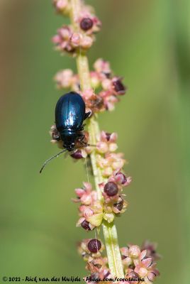 Flea Beetle spec.Altica spec.