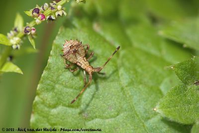 Dock Leaf BugColeus marginatus marginatus