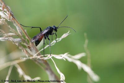 Caliadurgus fasciatellus