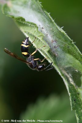 Mason WaspAncistrocerus spec.