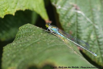 Small Red-Eyed DamselflyErythromma viridulum