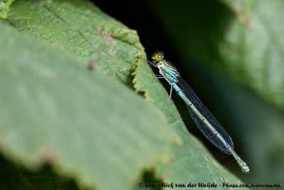 Small Red-Eyed DamselflyErythromma viridulum