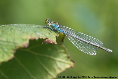 Small Red-Eyed DamselflyErythromma viridulum