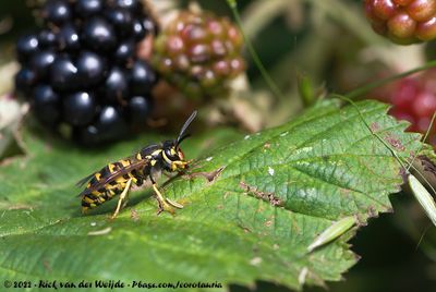 German WaspVespula germanica