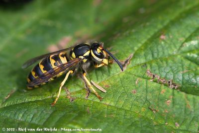 German WaspVespula germanica