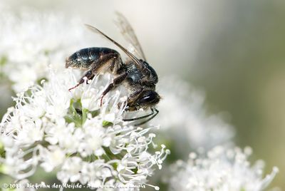 Perkin's Mining BeeAndrena rosae