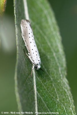 Willow ErmineYponomeuta rorrella