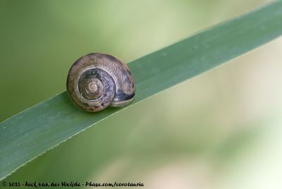 Kentish SnailMonacha cantiana