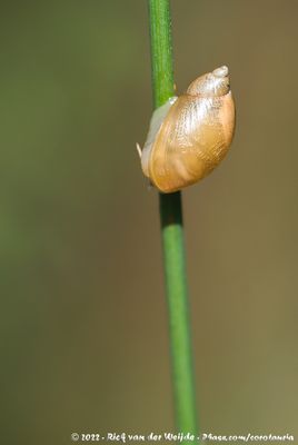 Amber SnailSuccinea putris