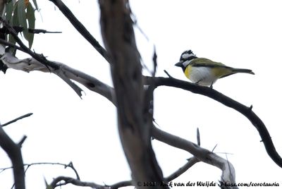 Western ShriketitFalcunculus leucogaster