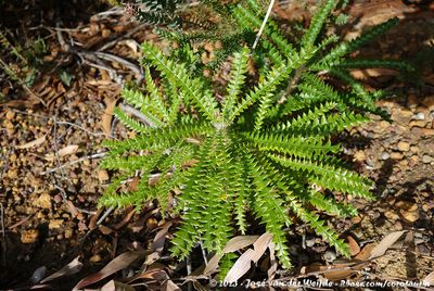 Showy DryandraBanksia formosa