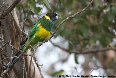 Australian RingneckBarnardius zonarius zonarius x Barnardius zonarius semitorquatus