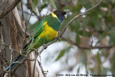 Australian RingneckBarnardius zonarius zonarius x Barnardius zonarius semitorquatus