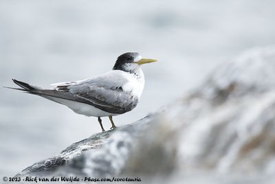 Greater Crested TernThalasseus bergii cristatus
