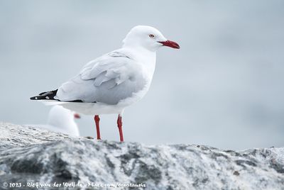 Silver GullChroicocephalus novaehollandiae novaehollandiae