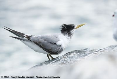 Greater Crested TernThalasseus bergii cristatus