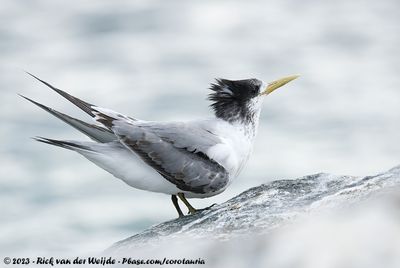 Greater Crested TernThalasseus bergii cristatus