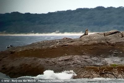Australian Sea LionNeophoca cinerea