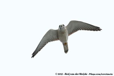 Nankeen KestrelFalco cenchroides cenchroides