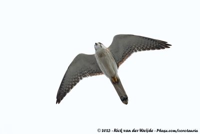 Nankeen KestrelFalco cenchroides cenchroides