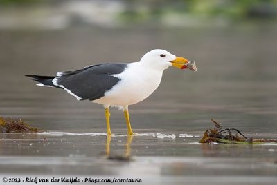 Pacific GullLarus pacificus georgii