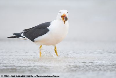 Pacific GullLarus pacificus georgii