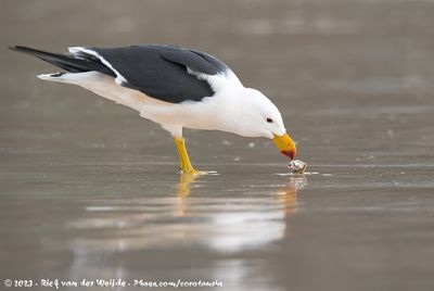 Pacific GullLarus pacificus georgii