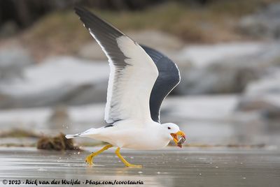 Pacific GullLarus pacificus georgii