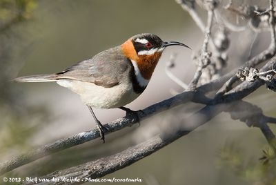 Western SpinebillAcanthorhynchus superciliosus