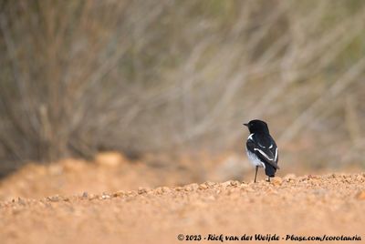 Hooded RobinMelanodryas cucullata westralensis
