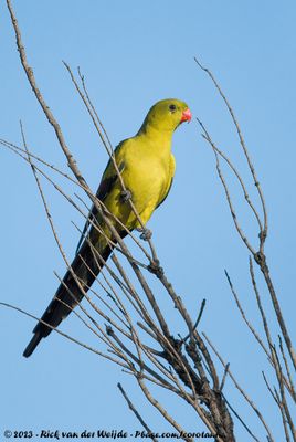 Regent ParrotPolytelis anthopeplus anthopeplus