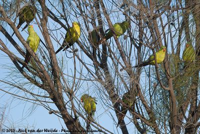 Regent ParrotPolytelis anthopeplus anthopeplus