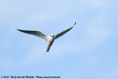 Black-Shouldered KiteElanus axillaris