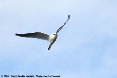 Black-Shouldered KiteElanus axillaris