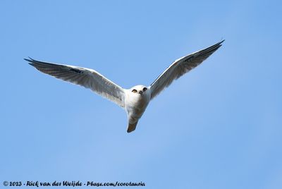 Black-Shouldered KiteElanus axillaris